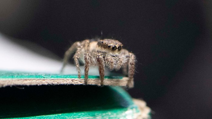 Spider on McMaster Carr box